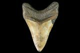 Fossil Megalodon Tooth - North Carolina #108985-2